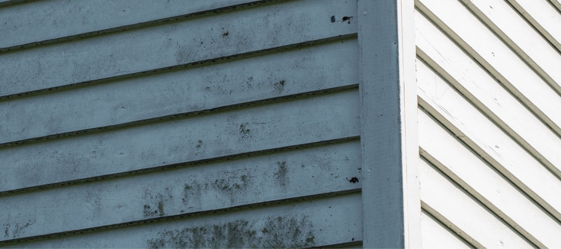 mold on siding